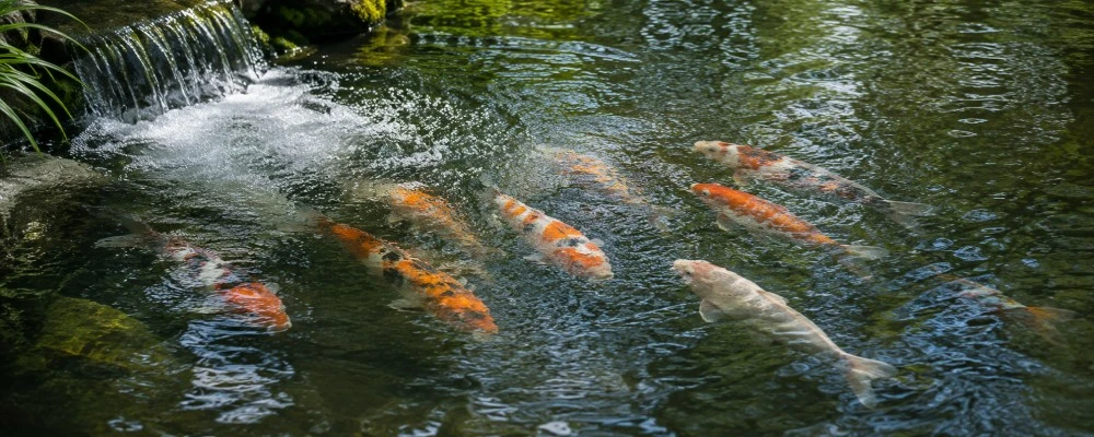 Koi appena sotto la superficie dell’acqua vicino al ritorno dell’acqua