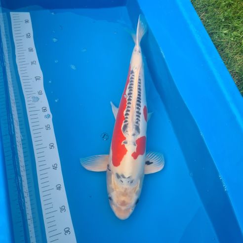 Beni Kikokuryu, 62cm, m&auml;nnlich